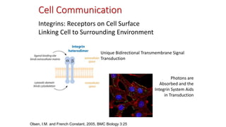 Cell Communication
Integrins: Receptors on Cell Surface
Linking Cell to Surrounding Environment
Unique Bidirectional Transmembrane Signal
Transduction
Photons are
Absorbed and the
Integrin System Aids
in Transduction
Olsen, I.M. and French Constant, 2005, BMC Biology 3:25
 