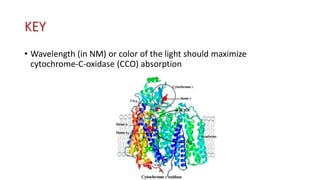 KEY
• Wavelength (in NM) or color of the light should maximize
cytochrome-C-oxidase (CCO) absorption
 