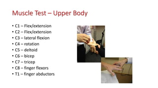 Muscle Test – Upper Body
• C1 – Flex/extension
• C2 – Flex/extension
• C3 – lateral flexion
• C4 – rotation
• C5 – deltoid
• C6 – bicep
• C7 – tricep
• C8 – finger flexors
• T1 – finger abductors
 