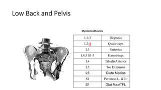 Low Back and Pelvis
MyotomesMuscles
L1-3 Iliopsoas
L2-4 Quadriceps
L3 Sartorius
L4,5 S1-3 Hamstrings
L4 TibialisAnterior
L5 Toe Extensors
L5 Glute Medius
S1 Peroneus L. & B.
S1 Glut Max/TFL
 