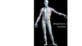 Kinetic Chain =
Functional
Anatomy
Muscles act in
synergy not in
isolation
Muscular strain is
applied along
traceable
“Myofascial Lines”
Movement, not
muscles
 