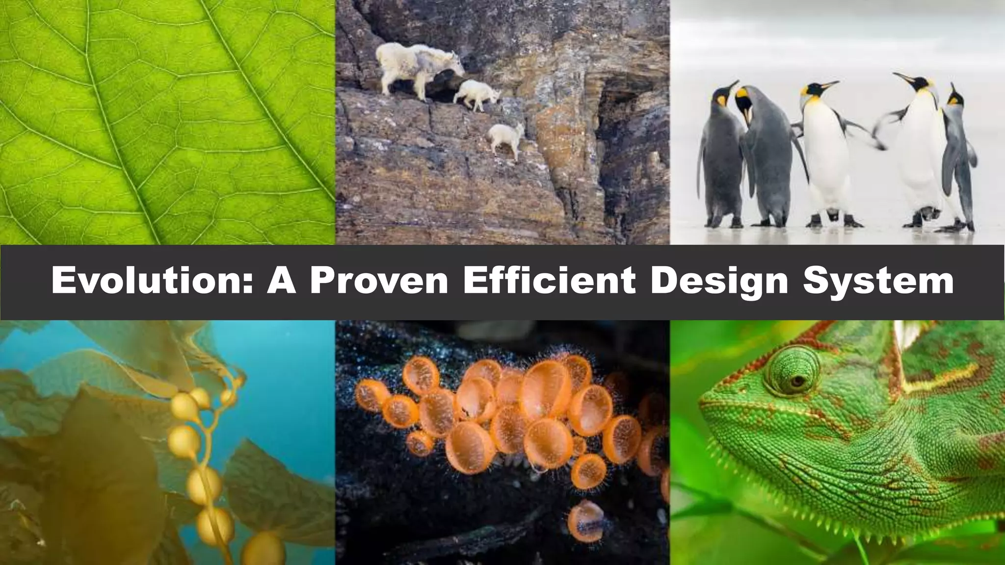 Copyright © 2016 Sentient Technologies LLC. All rights reserved.
Evolution: A Proven Efficient Design System
 