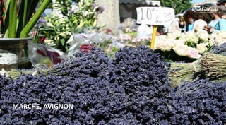 BOPPARD
MARCHE, AVIGNON
 