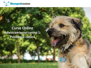 Curso Online
Adiestramiento canino 1:
Psicología canina
 