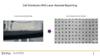 Cell Distribution With Laser-Assisted Bioprinting
500µm
Laser-assisted bioprinting Laser-bioprinted cell droplets
 
