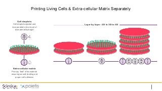 Printing Living Cells & Extra-cellular Matrix Separately
Cell droplets
Cell droplets ejected and
incorporated onto a layer of
biomaterial/hydrogel
Layer by layer - 2D to 3D to 4D
Extra-cellular matrix
Primary “bed” of biomaterial
ensuring smooth landing and
proper cell adhesion
 