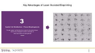 Key Advantages of Laser-Assisted Bioprinting
3
Spatial Cell Distribution > Tissue Morphogenesis
Precise spatial cell distribution across the bioprinted tissue
leads to key biological functions emergence
and proper tissue morphogenesis
 