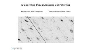 Higher quantity of cells per pattern
4D Bioprinting Through Advanced Cell Patterning
Lower quantity of cells per pattern
 