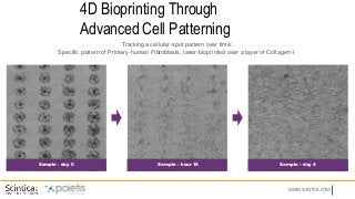 WWW.SCINTICA.COM
4D Bioprinting Through
Advanced Cell Patterning
Tracking a cellular-spot pattern over time:
Specific pattern of Primary-human Fibroblasts, laser-bioprinted over a layer of Collagen-I
Sample - day 0 Sample – hour 18 Sample – day 4
 