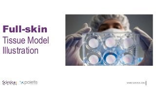 WWW.SCINTICA.COM
Full-skin
Tissue Model
Illustration
 