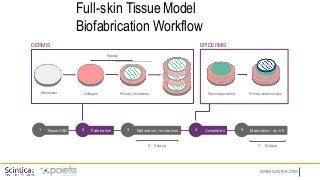 WWW.SCINTICA.COM
Full-skin Tissue Model
Biofabrication Workflow
0 - 5 days
Primary fibroblasts
C
ollagen I
Repeat
Membrane
DERMIS
Dermisequivalent Primarykeratinocytes
EPIDERMIS
Tissue CAD Maturation / air-lift
Completion
Maturation / immersion
Fabrication
1 5
2 3 4
7 - 12days
 
