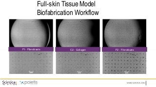 WWW.SCINTICA.COM
Full-skin Tissue Model
Biofabrication Workflow
F1- Fibroblasts
500 µm
C2 - Collagen
500 µm
F2 - Fibroblasts
500 µm
 