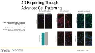 WWW.SCINTICA.COM
Analyzing post-printing biological
functions emergence with
Fibroblast cells
No difference between bioprinted cells
and controls were observed, proving good
bio-compatibility of the process.
4D Bioprinting Through
Advanced Cell Patterning
 