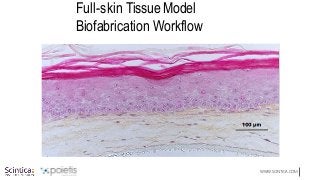 WWW.SCINTICA.COM
Full-skin Tissue Model
Biofabrication Workflow
 