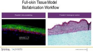 WWW.SCINTICA.COM
Full-skin Tissue Model
Biofabrication Workflow
Poieskin®
immunostaining Poieskin®
histological section
 