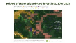 Drivers of Indonesia primary forest loss, 2001-2025
 