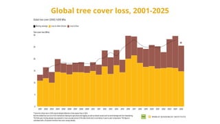 Global tree cover loss, 2001-2025
 
