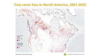 Tree cover loss in North America, 2001-2025
 