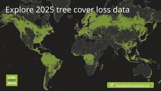 Explore 2025 tree cover loss data
Visit globalforestwatch.org
 