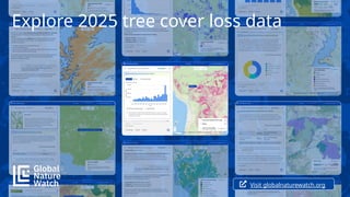 Explore 2025 tree cover loss data
Visit globalnaturewatch.org
 
