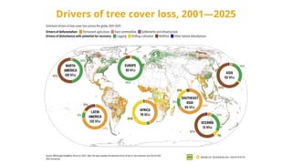 Drivers of tree cover loss, 2001—2025
 