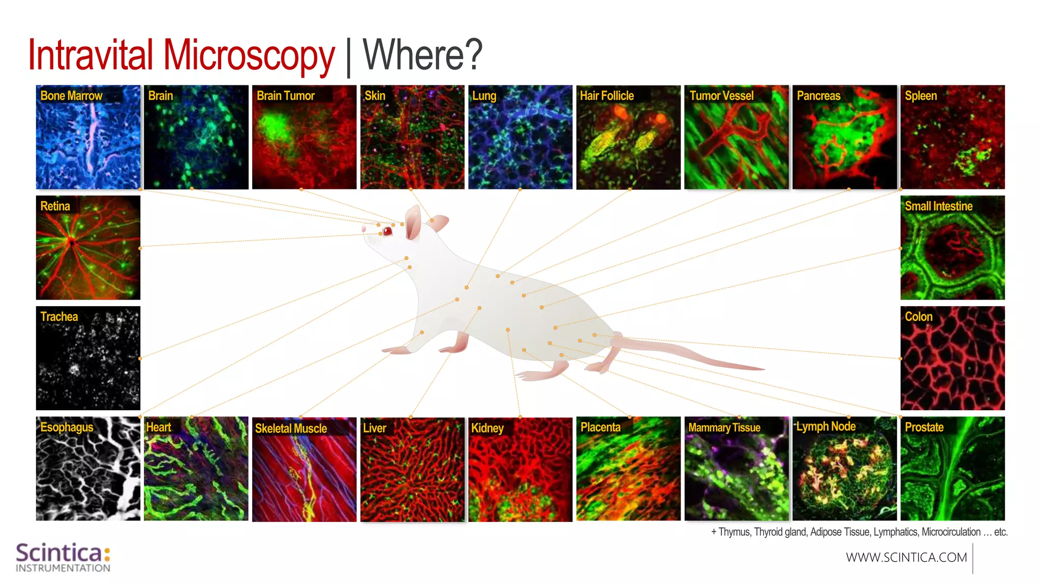 WWW.SCINTICA.COM
Intravital Microscopy | Where?
 