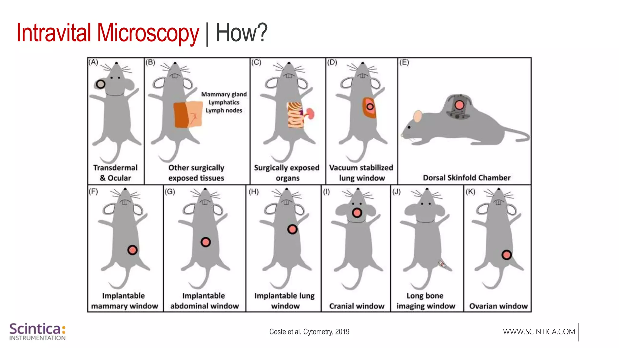 WWW.SCINTICA.COM
Intravital Microscopy | How?
Coste et al. Cytometry, 2019
 