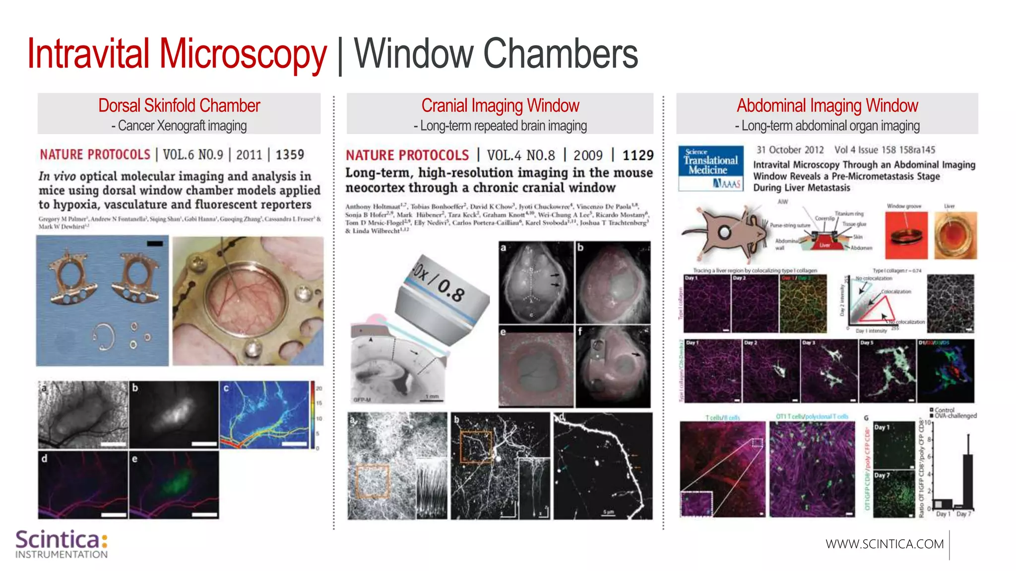 WWW.SCINTICA.COM
Intravital Microscopy | Window Chambers
Dorsal Skinfold Chamber
- Cancer Xenograft imaging
Cranial Imaging Window
- Long-term repeated brain imaging
Abdominal Imaging Window
- Long-term abdominal organ imaging
 