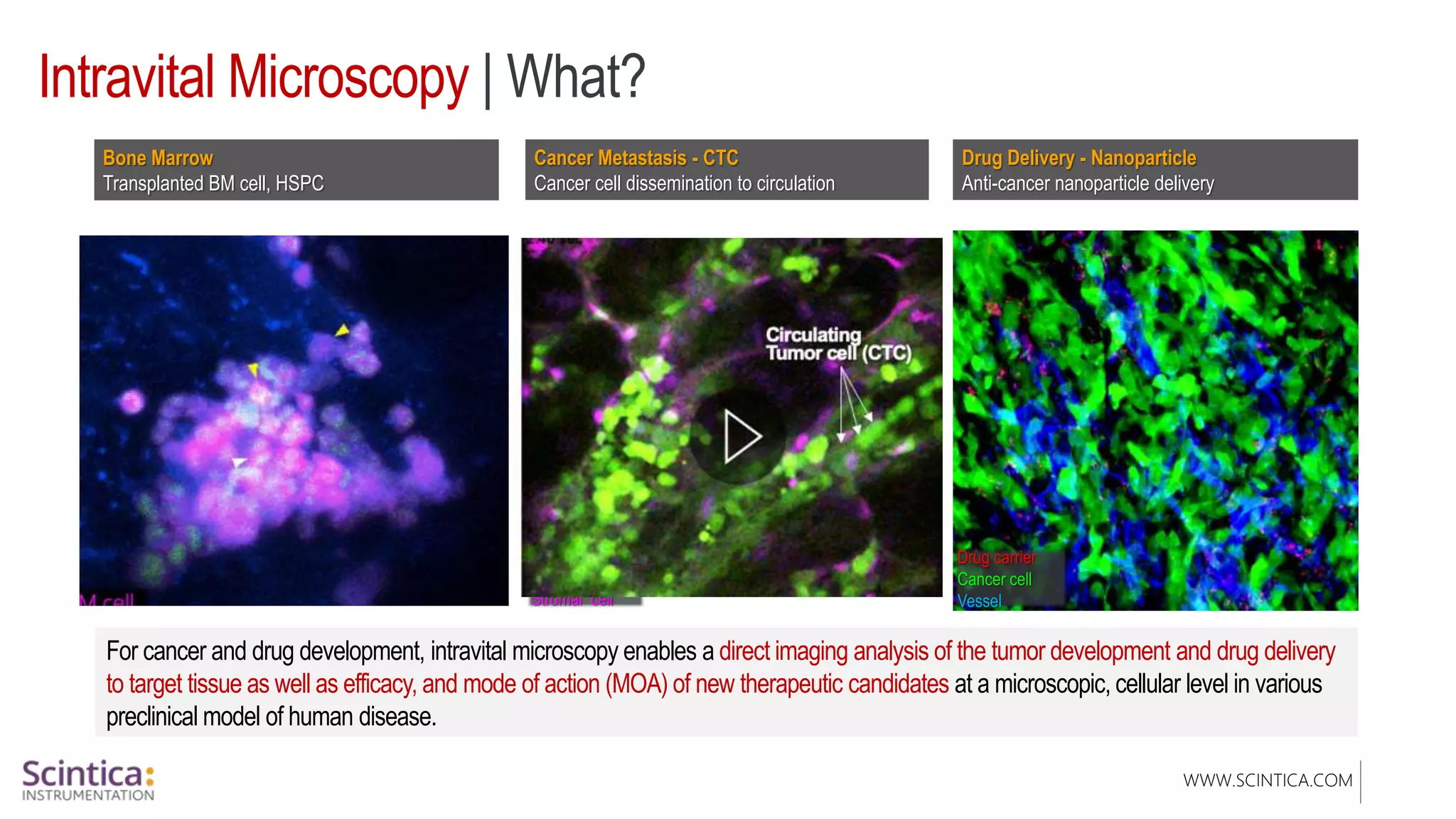 WWW.SCINTICA.COM
Intravital Microscopy | What?
For cancer and drug development, intravital microscopy enables a direct imaging analysis of the tumor development and drug delivery
to target tissue as well as efficacy, and mode of action (MOA) of new therapeutic candidates at a microscopic, cellular level in various
preclinical model of human disease.
Cancer Metastasis - CTC
Cancer cell dissemination to circulation
Drug Delivery - Nanoparticle
Anti-cancer nanoparticle delivery
Circulating
Tumor cell (CTC)
Cancer ll
Stromal cell
Drug carrier
Cancer cell
Vessel
Bone Marrow
Transplanted BM cell, HSPC
cell
H2B
Sinus
 