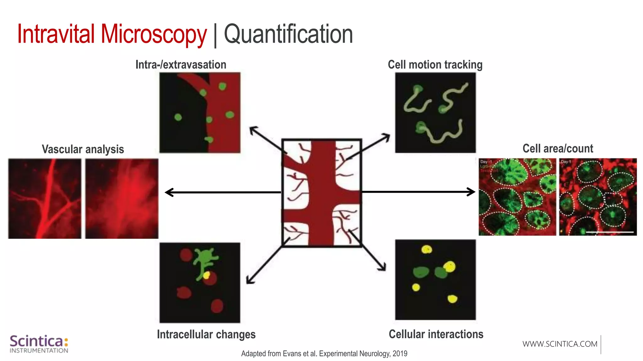 WWW.SCINTICA.COM
Intravital Microscopy | Quantification
Intra-/extravasation Cell motion tracking
Cellular interactions
Intracellular changes
Cell area/count
Vascular analysis
Adapted from Evans et al. Experimental Neurology, 2019
 