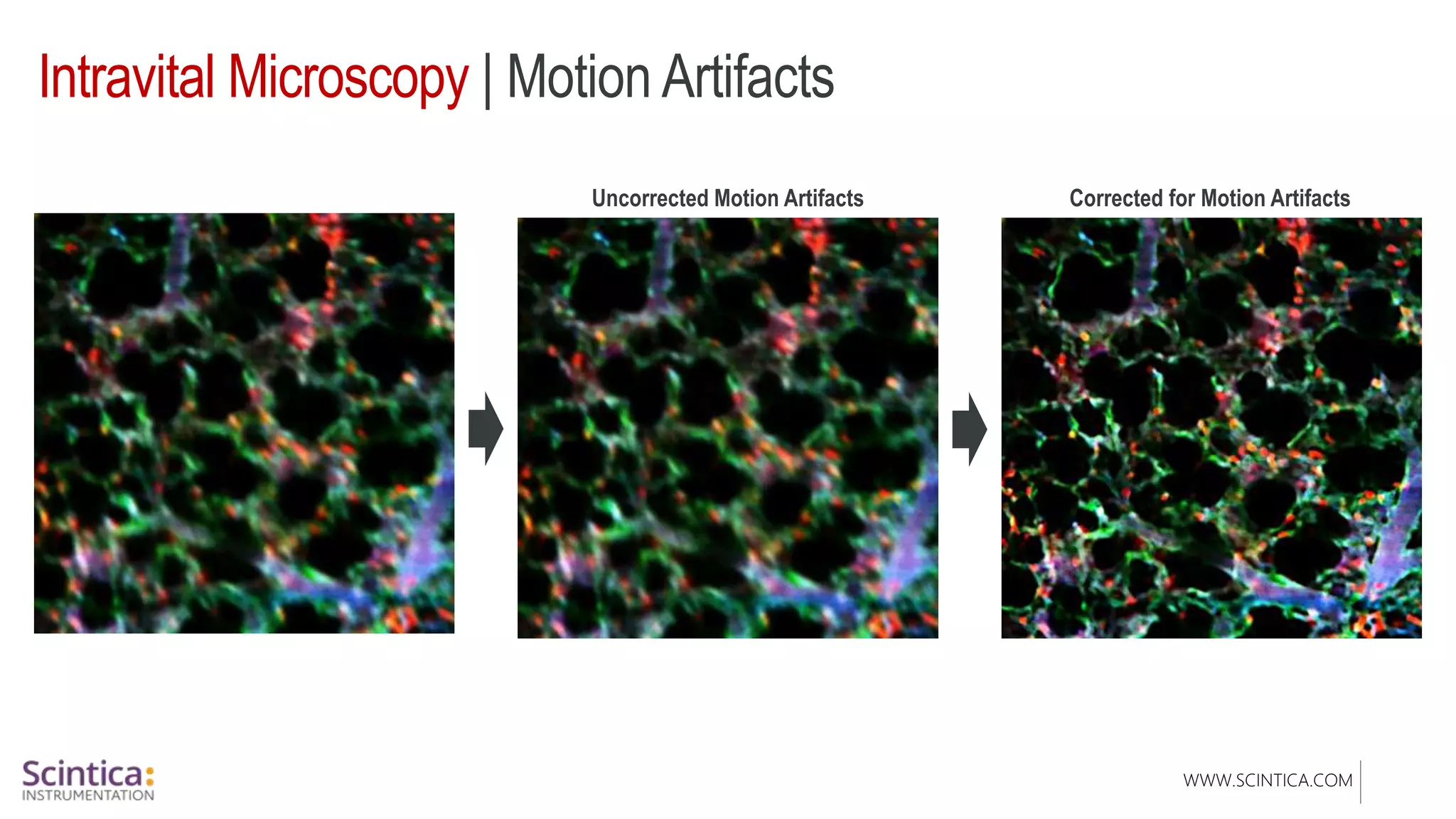 WWW.SCINTICA.COM
Intravital Microscopy | Motion Artifacts
Uncorrected Motion Artifacts Corrected for Motion Artifacts
 