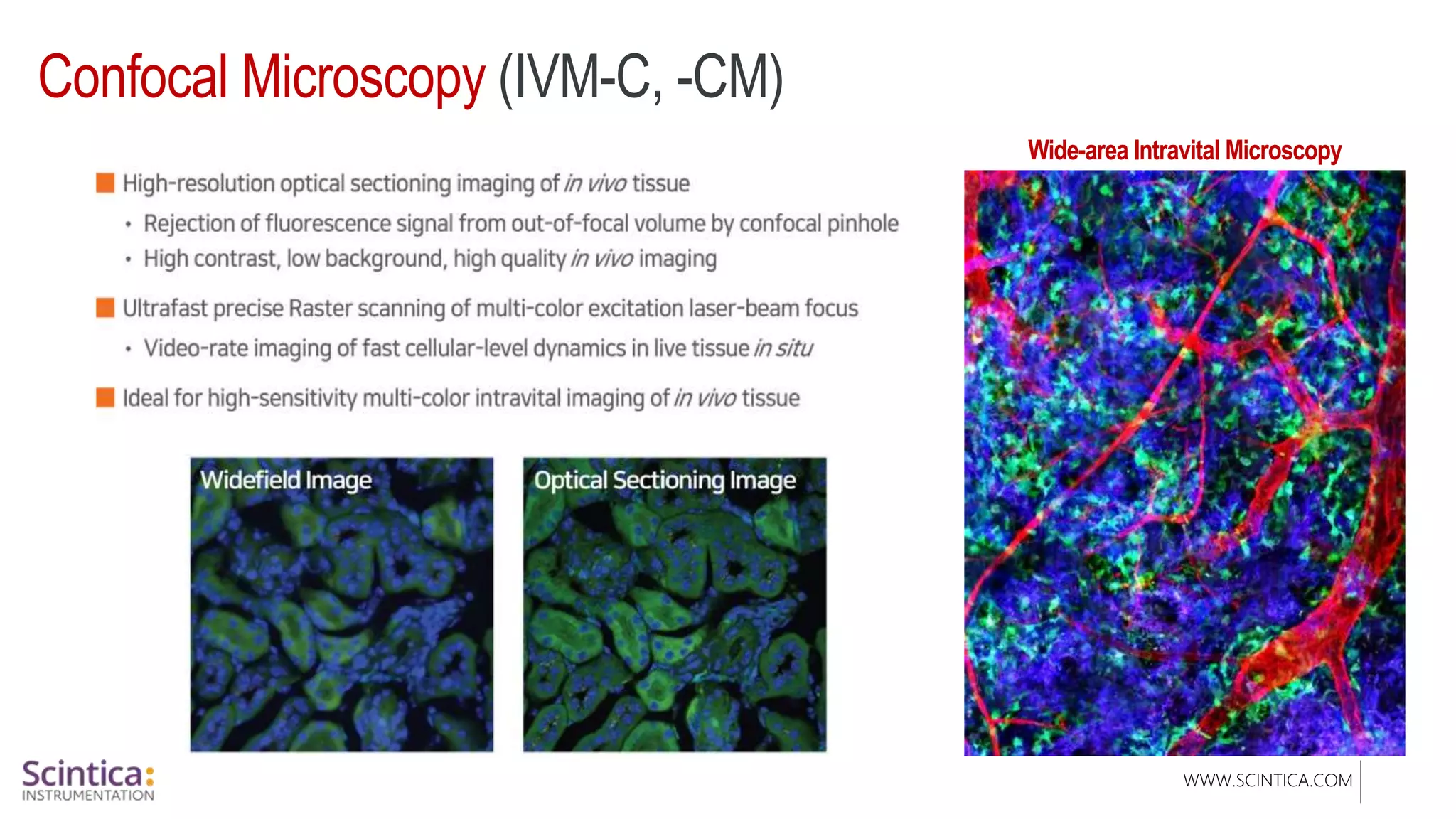 WWW.SCINTICA.COM
Confocal Microscopy (IVM-C, -CM)
Wide-area Intravital Microscopy
 