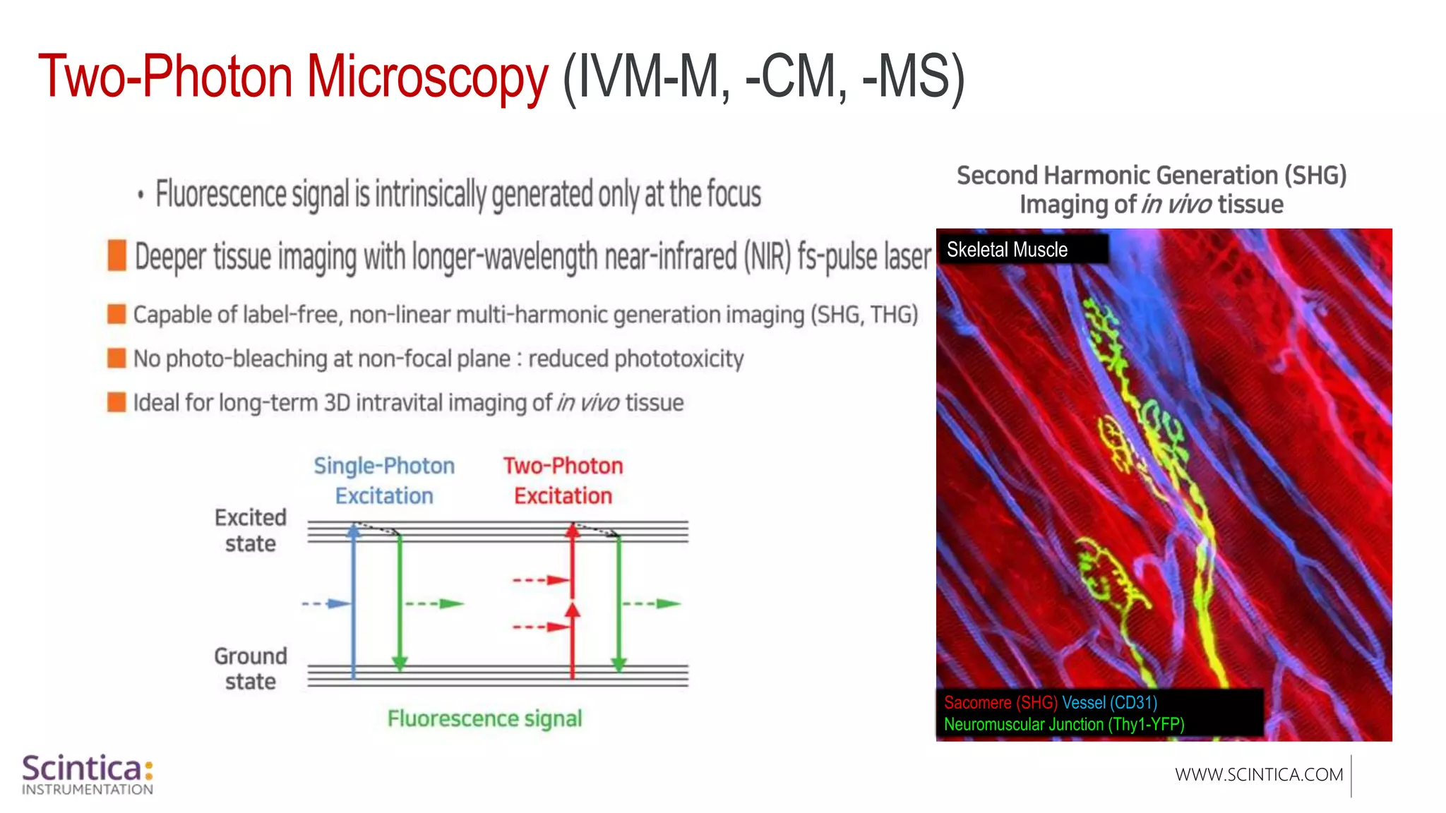 WWW.SCINTICA.COM
Two-Photon Microscopy (IVM-M, -CM, -MS)
Sacomere (SHG) Vessel (CD31)
Neuromuscular Junction (Thy1-YFP)
Skeletal Muscle
 