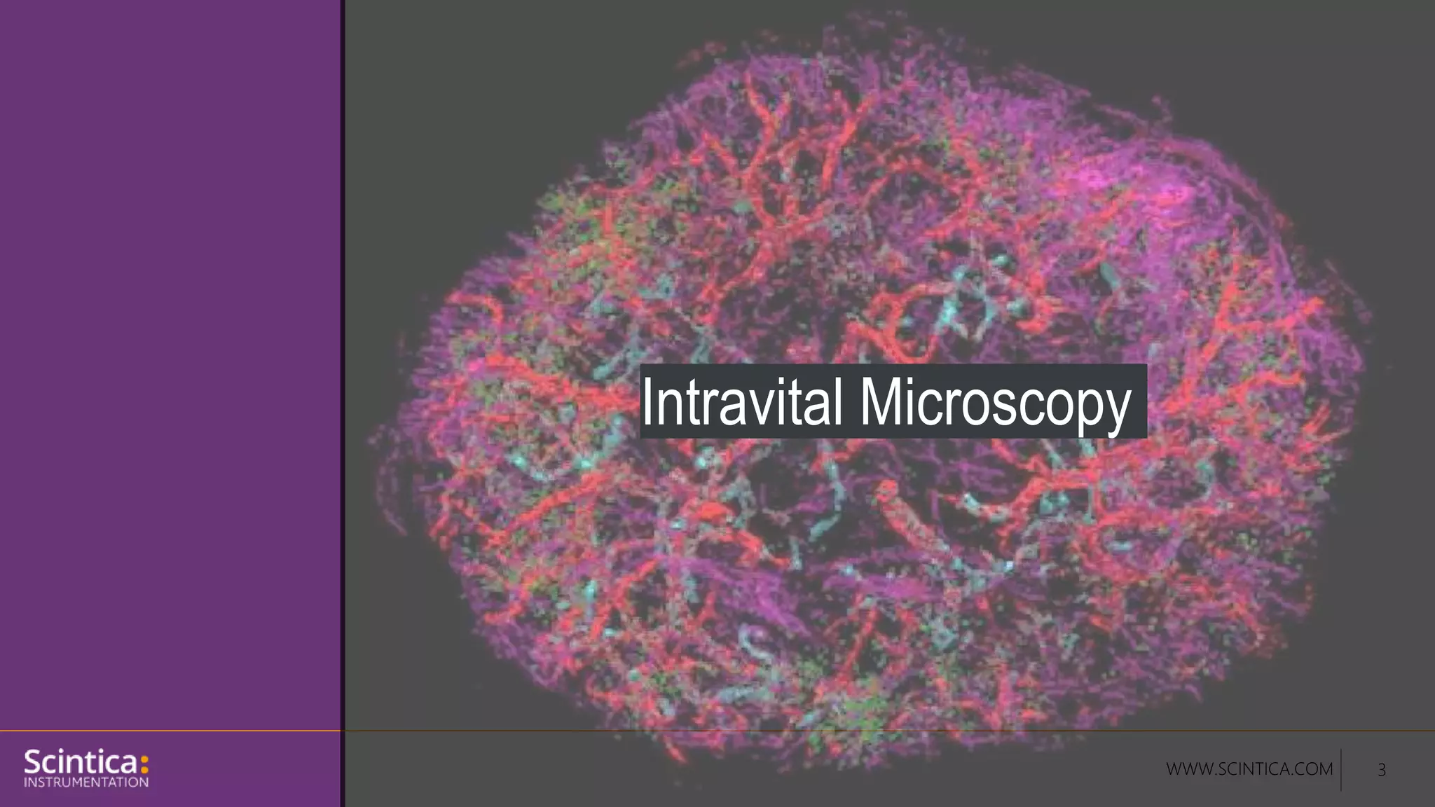 WWW.SCINTICA.COM 3
Intravital Microscopy
 