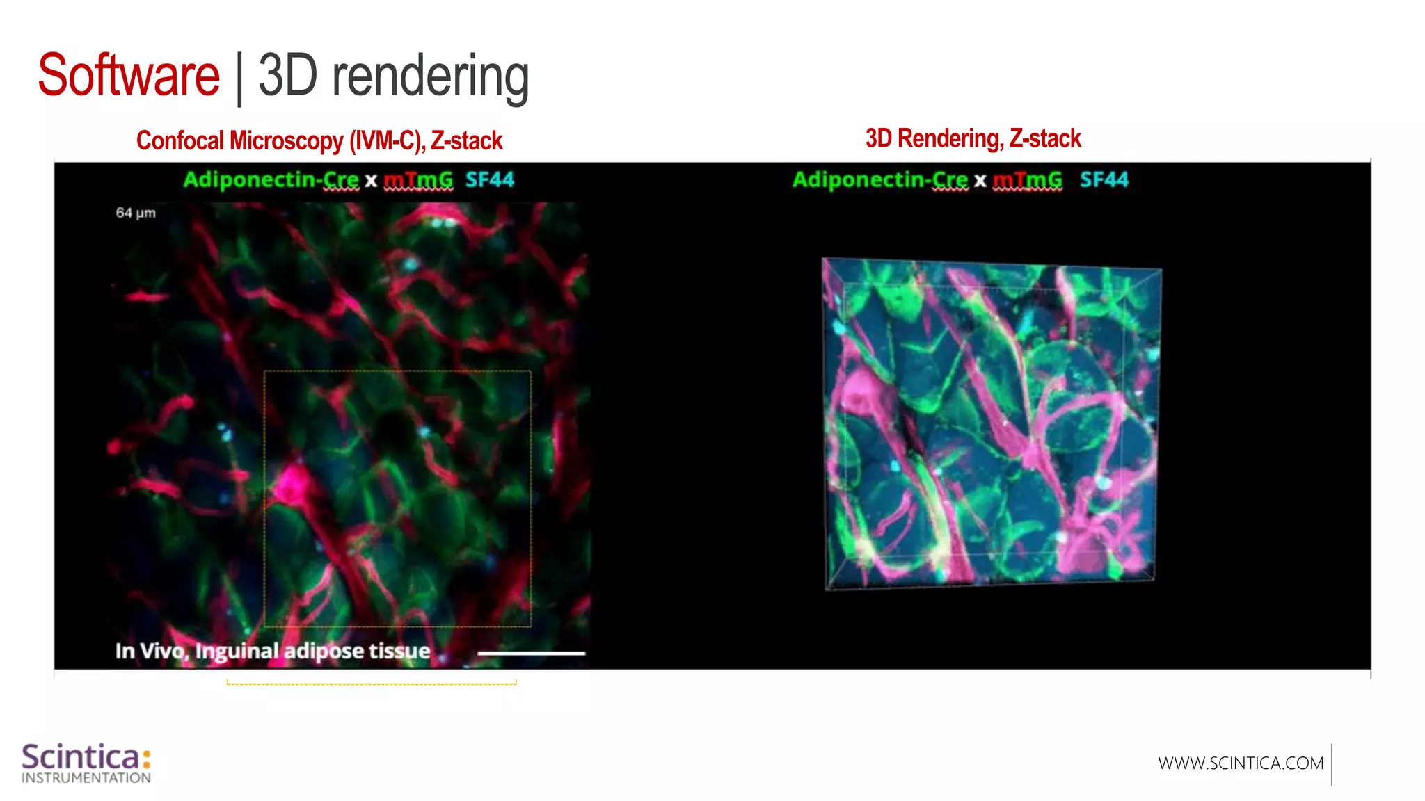 WWW.SCINTICA.COM
Software | 3D rendering
Confocal Microscopy (IVM-C), Z-stack
Adiponectin-Cre x mTmG SF44 Adiponectin-Cre x mTmG SF44
3D Rendering, Z-stack
In Vivo,Inguinaladiposetissue
 