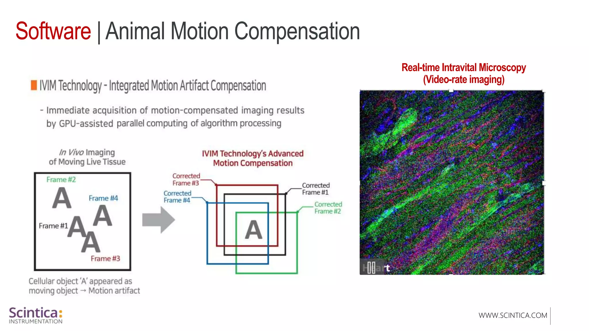 WWW.SCINTICA.COM
Software | Animal Motion Compensation
Real-time Intravital Microscopy
(Video-rate imaging)
Heart
 