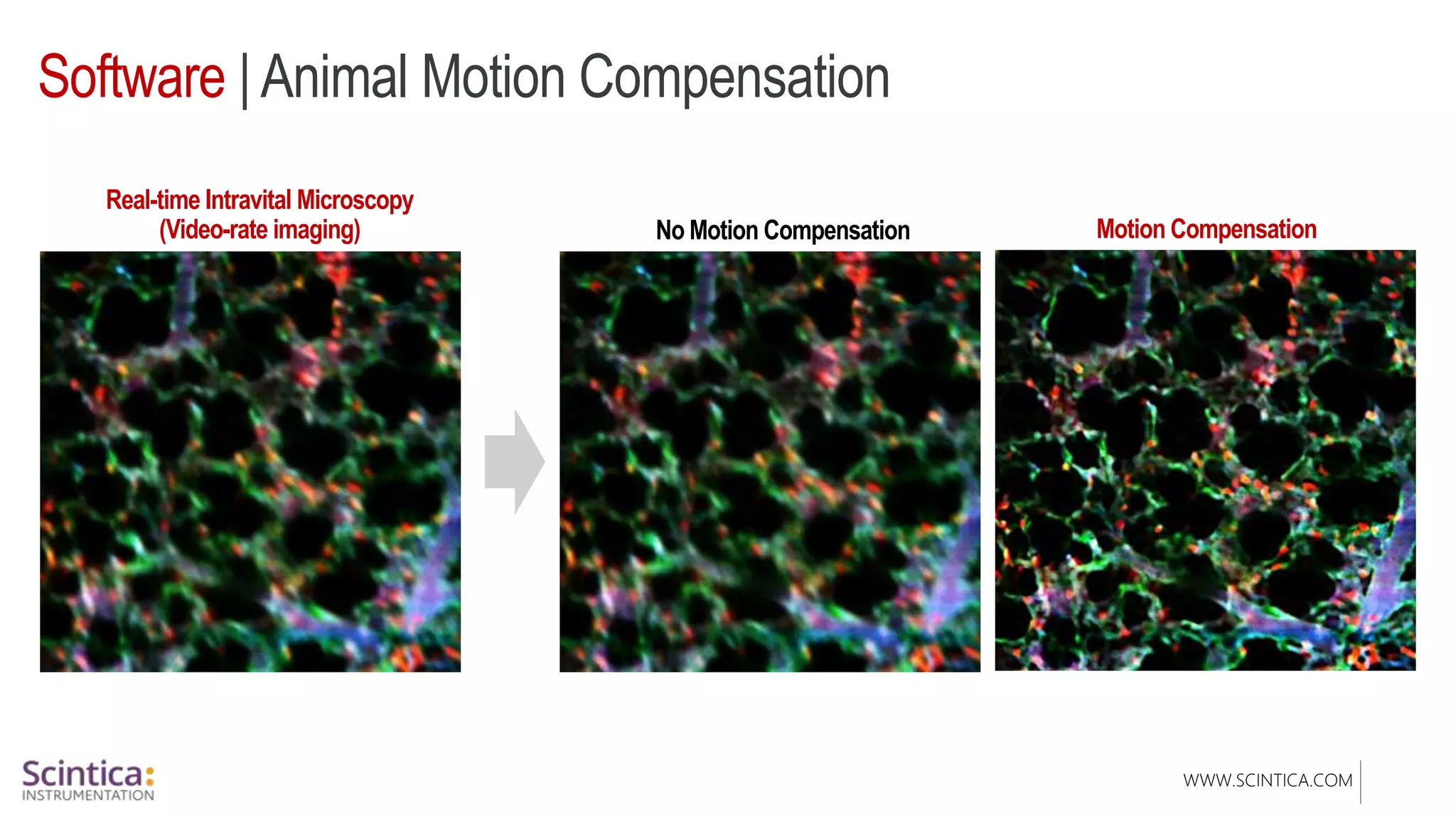 WWW.SCINTICA.COM
Software | Animal Motion Compensation
Real-time Intravital Microscopy
(Video-rate imaging) No Motion Compensation Motion Compensation
Lung
 
