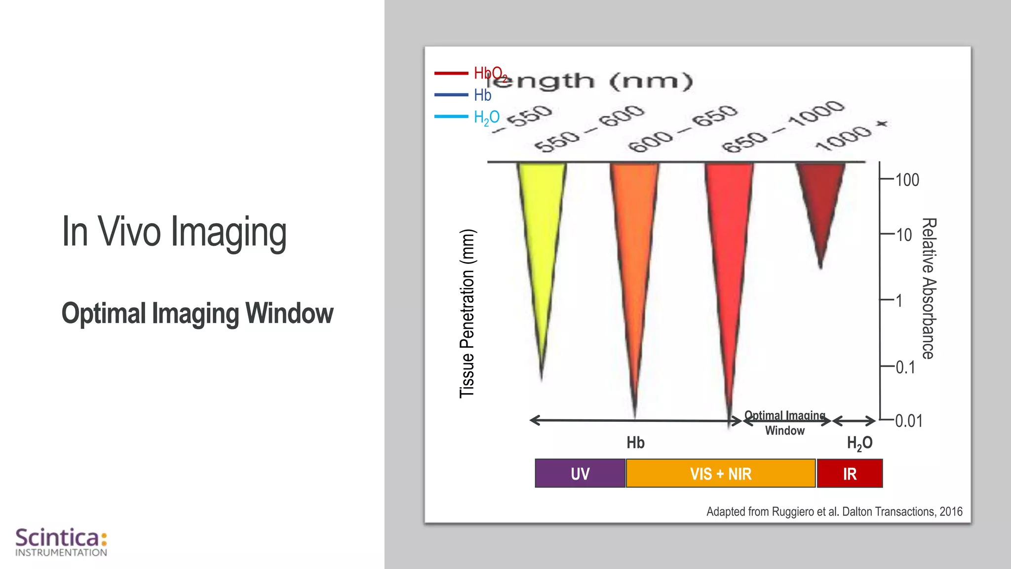 WWW.SCINTICA.COM
In Vivo Imaging
Optimal Imaging Window
Adapted from Ruggiero et al. Dalton Transactions, 2016
Optimal Imaging
Window
Tissue
Penetration
(mm) UV IR
VIS + NIR
H2O
H2O
Relative
Absorbance
100
10
1
0.1
0.01
Hb
HbO2
Hb
 