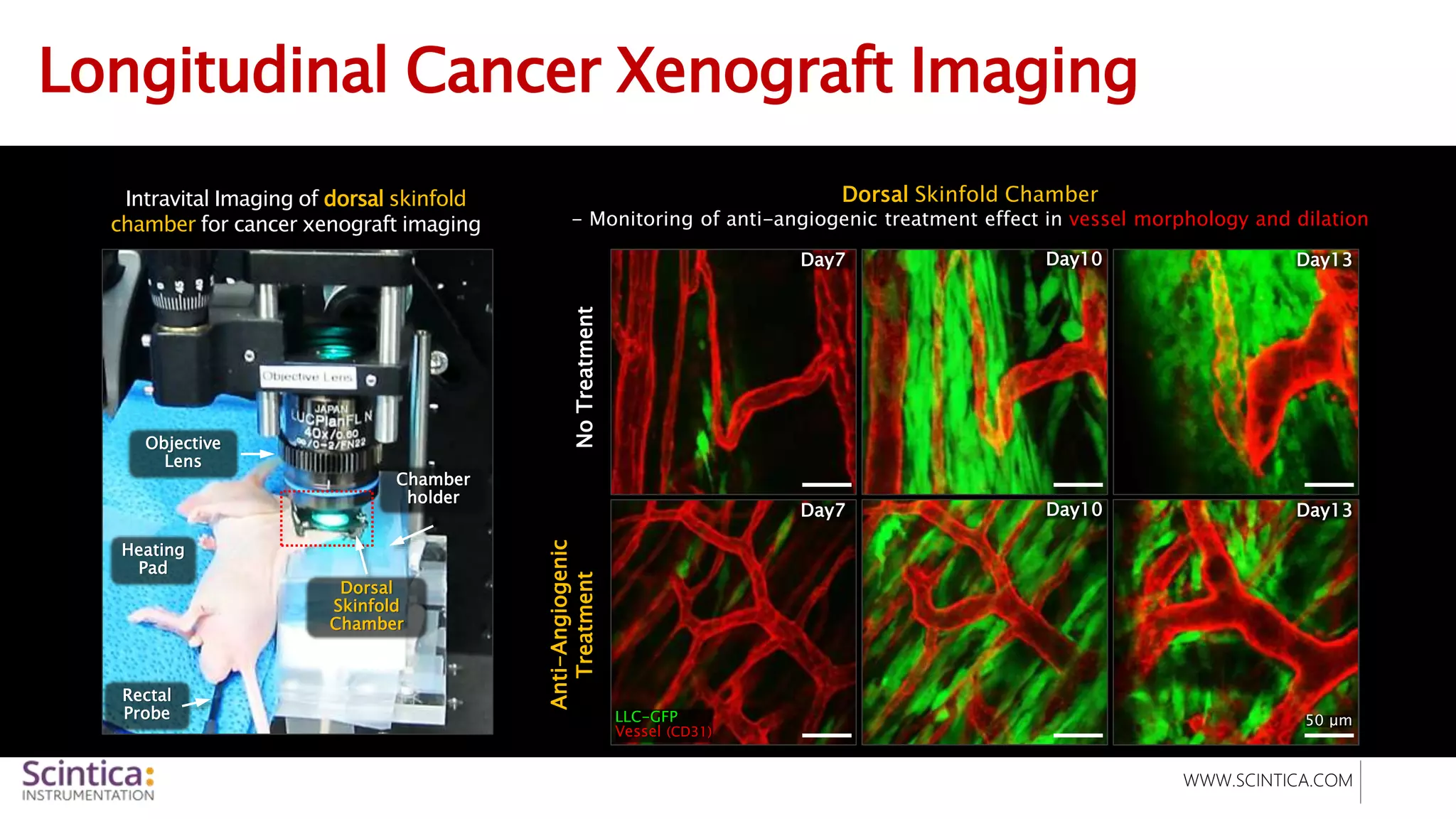 WWW.SCINTICA.COM
Longitudinal Cancer Xenograft Imaging
Intravital Imaging of dorsal skinfold
chamber for cancer xenograft imaging
No
Treatment
Anti-Angiogenic
Treatment
Day7 Day10 Day13
Day10 Day13
Day7
LLC-GFP
Vessel (CD31)
50 μm
Objective
Lens
Heating
Pad
Rectal
Probe
Chamber
holder
Dorsal
Skinfold
Chamber
Dorsal Skinfold Chamber
- Monitoring of anti-angiogenic treatment effect in vessel morphology and dilation
 