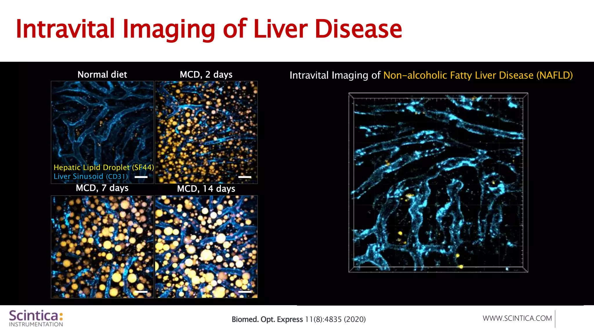 WWW.SCINTICA.COM
Intravital Imaging of Liver Disease
Normal diet MCD, 2 days
MCD, 7 days MCD, 14 days
Hepatic Lipid Droplet (SF44)
Liver Sinusoid (CD31)
Intravital Imaging of Non-alcoholic Fatty Liver Disease (NAFLD)
Biomed. Opt. Express 11(8):4835 (2020)
 
