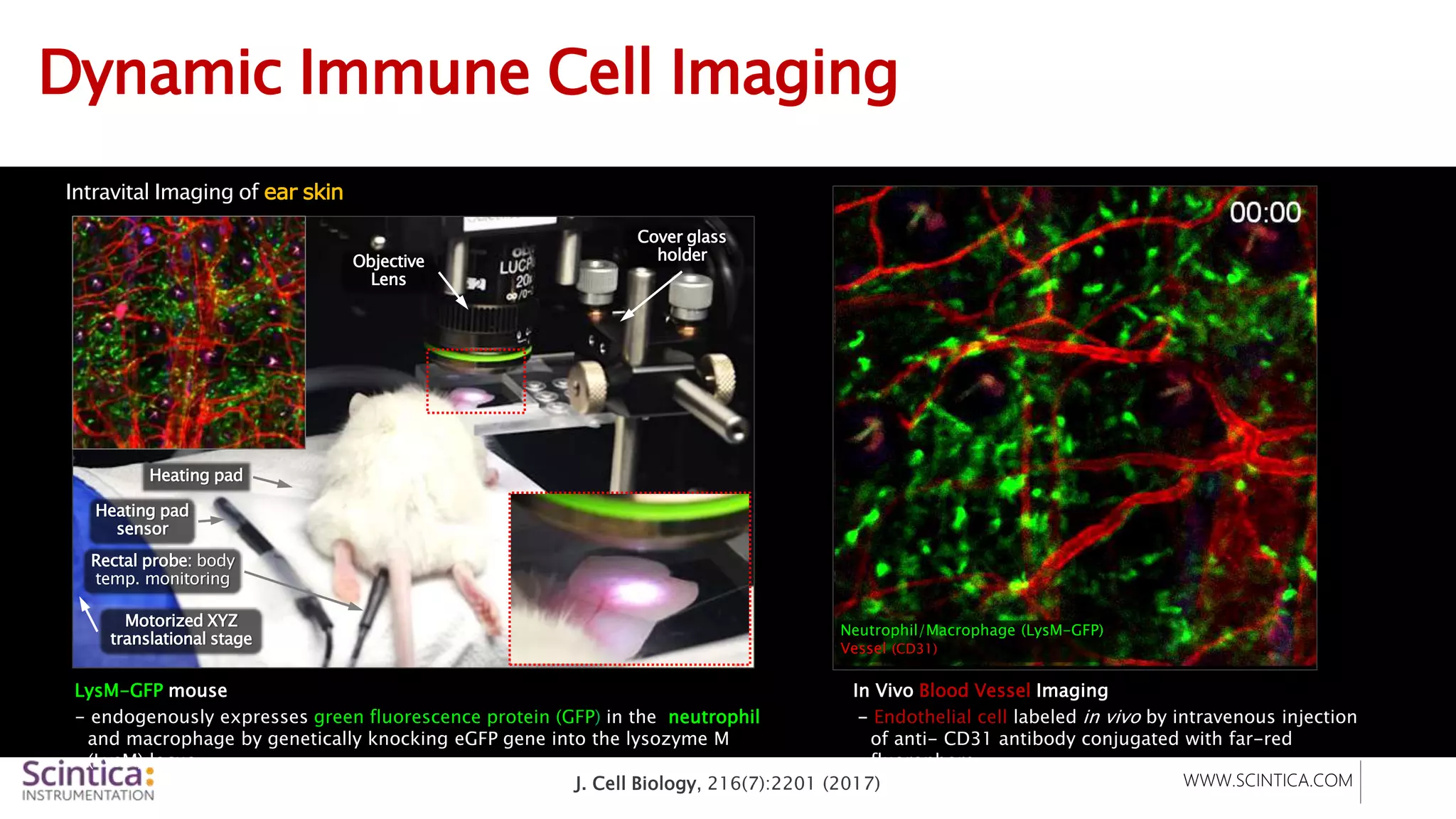 WWW.SCINTICA.COM
Heating pad
Objective
Lens
Motorized XYZ
translational stage
Heating pad
sensor
Rectal probe: body
temp. monitoring
Cover glass
holder
Dynamic Immune Cell Imaging
In Vivo Blood Vessel Imaging
- Endothelial cell labeled in vivo by intravenous injection
of anti- CD31 antibody conjugated with far-red
fluorophore
LysM-GFP mouse
- endogenously expresses green fluorescence protein (GFP) in the neutrophil
and macrophage by genetically knocking eGFP gene into the lysozyme M
(LysM) locus
Intravital Imaging of ear skin
Neutrophil/Macrophage (LysM-GFP)
Vessel (CD31)
J. Cell Biology, 216(7):2201 (2017)
 