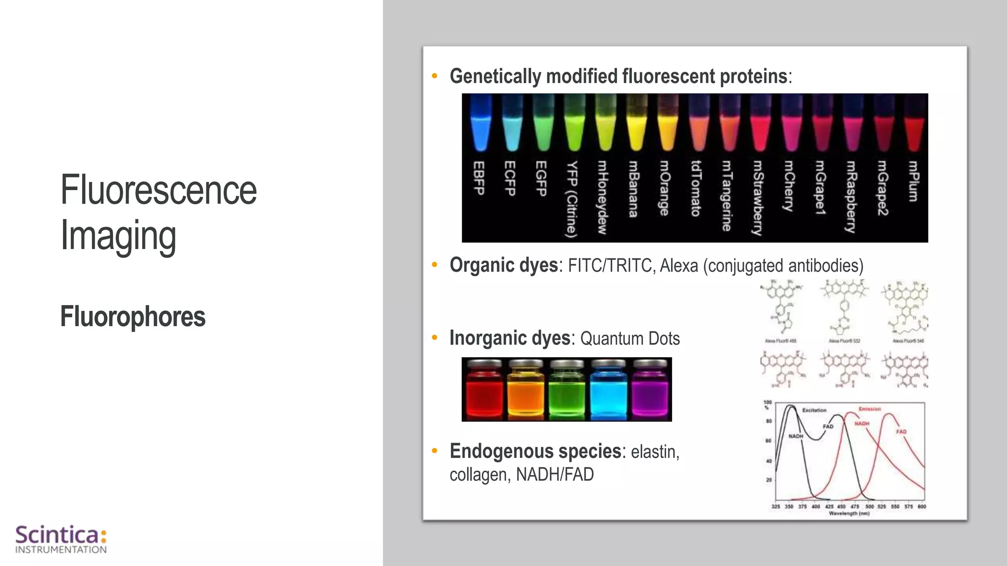 WWW.SCINTICA.COM
Fluorescence
Imaging
Fluorophores
• Genetically modified fluorescent proteins:
• Organic dyes: FITC/TRITC, Alexa (conjugated antibodies)
• Inorganic dyes: Quantum Dots
• Endogenous species: elastin,
collagen, NADH/FAD
 