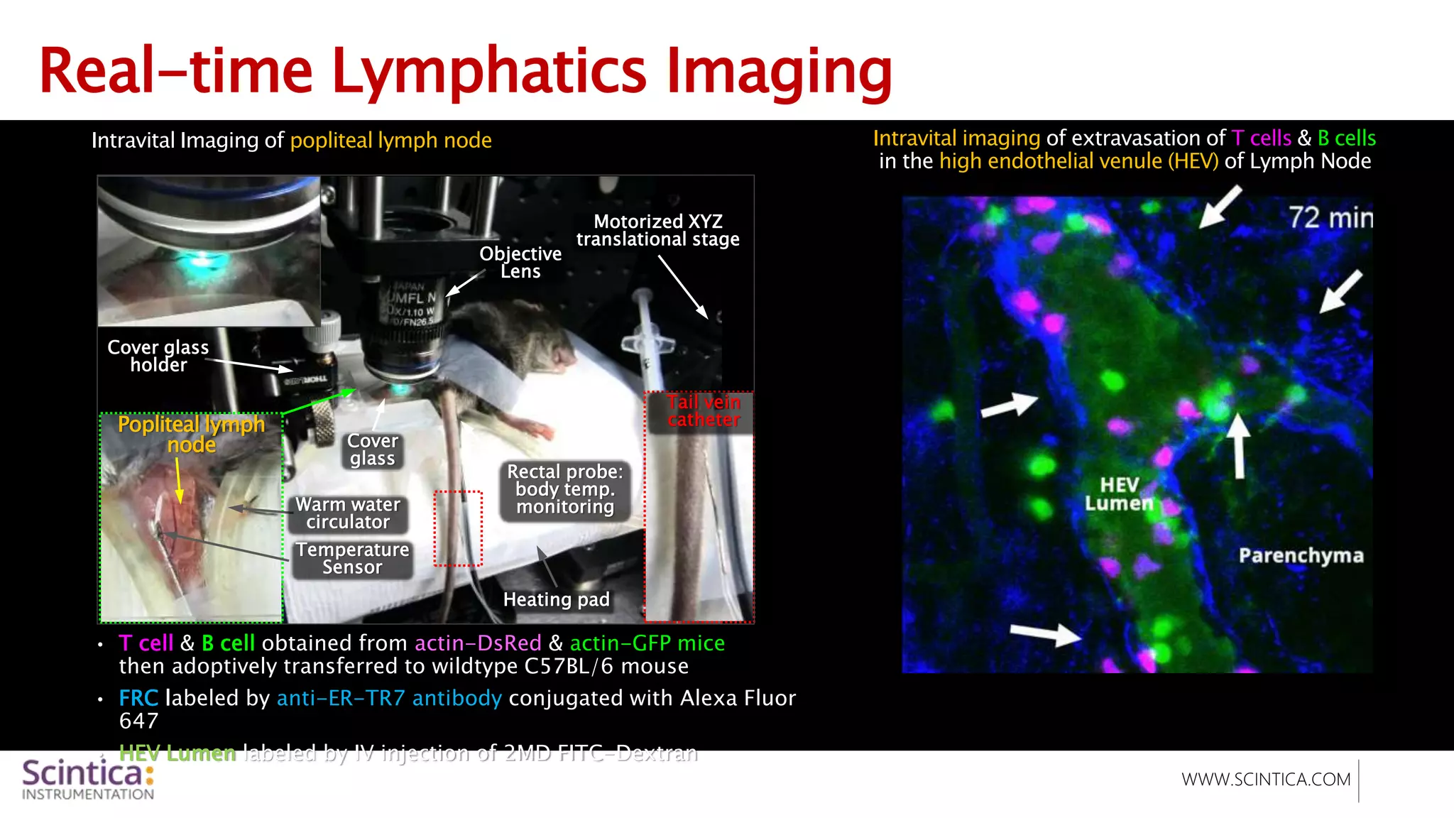 WWW.SCINTICA.COM
Real-time Lymphatics Imaging
Heating pad
Popliteal lymph
node Cover
glass
Warm water
circulator
Rectal probe:
body temp.
monitoring
Temperature
Sensor
Objective
Lens
Cover glass
holder
Motorized XYZ
translational stage
Tail vein
catheter
Intravital Imaging of popliteal lymph node
Parenchyma
HEV
Lumen
Intravital imaging of extravasation of T cells & B cells
in the high endothelial venule (HEV) of Lymph Node
• T cell & B cell obtained from actin-DsRed & actin-GFP mice
then adoptively transferred to wildtype C57BL/6 mouse
• FRC labeled by anti-ER-TR7 antibody conjugated with Alexa Fluor
647
• HEV Lumen labeled by IV injection of 2MD FITC-Dextran
 