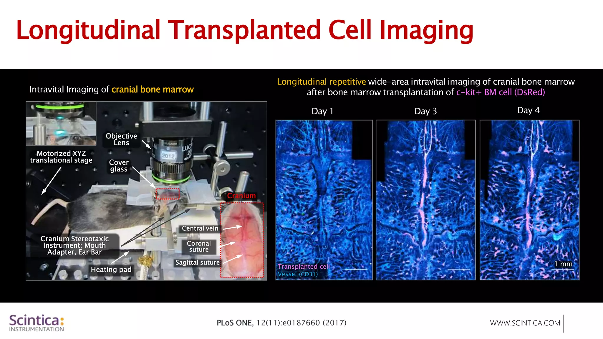 WWW.SCINTICA.COM
Longitudinal Transplanted Cell Imaging
Day 1 Day 3 Day 4
1 mm
Heating pad
Cover
glass
Cranium Stereotaxic
Instrument: Mouth
Adapter, Ear Bar
Objective
Lens
Motorized XYZ
translational stage
Coronal
suture
Central vein
Sagittal suture
Cranium
Transplanted cell
Vessel (CD31)
Longitudinal repetitive wide-area intravital imaging of cranial bone marrow
after bone marrow transplantation of c-kit+ BM cell (DsRed)
Intravital Imaging of cranial bone marrow
PLoS ONE, 12(11):e0187660 (2017)
 
