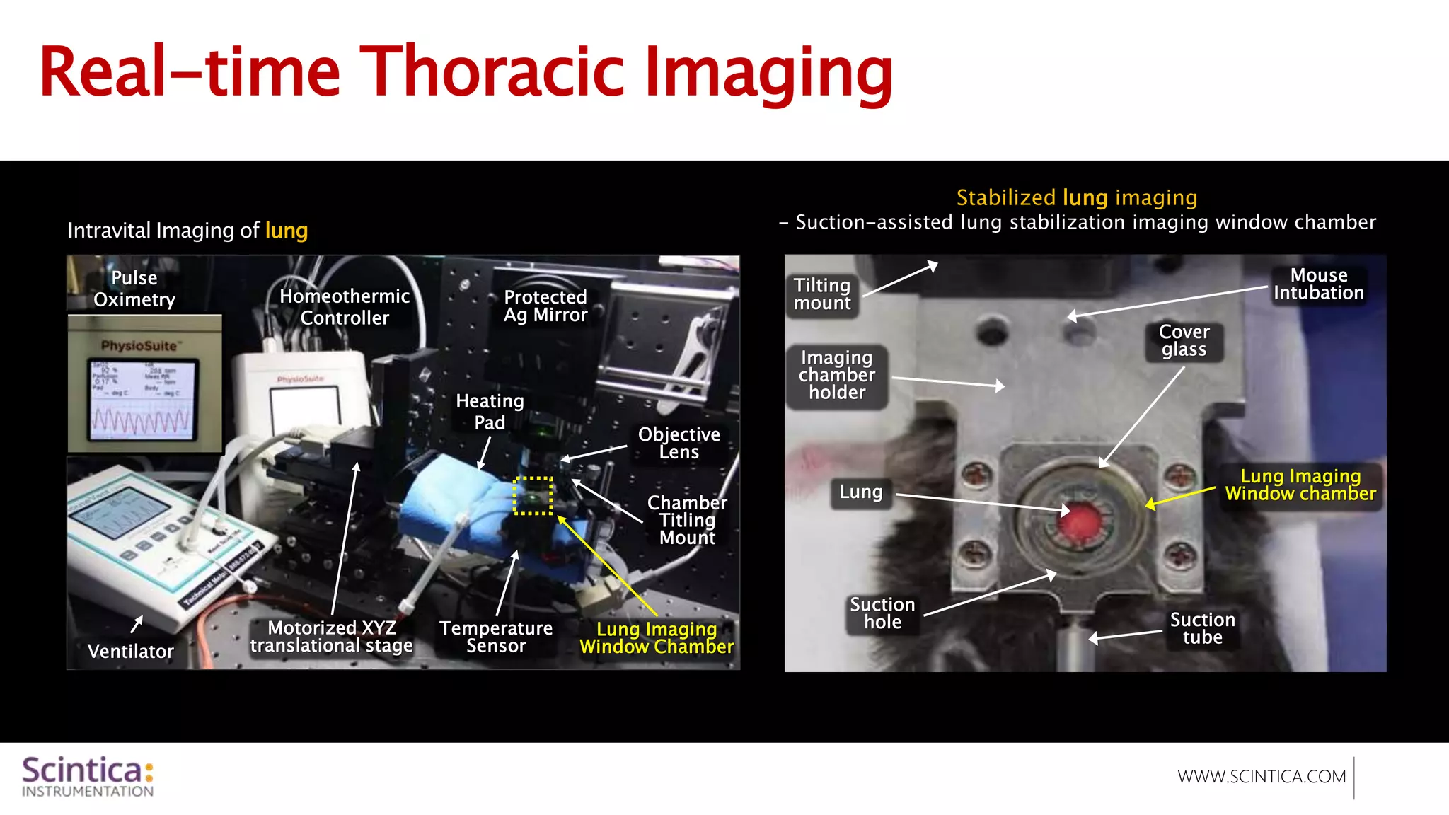 WWW.SCINTICA.COM
Real-time Thoracic Imaging
Intravital Imaging of lung
Stabilized lung imaging
- Suction-assisted lung stabilization imaging window chamber
Illuminating
fiber
Ventilator
Lung Imaging
Window Chamber
Heating
Pad
Motorized XYZ
translational stage
Pulse
Oximetry
Objective
Lens
Homeothermic
Controller
Temperature
Sensor
Chamber
Titling
Mount
Protected
Ag Mirror
Cover
glass
Mouse
Intubation
Imaging
chamber
holder
Tilting
mount
Lung
Lung Imaging
Window chamber
Suction
tube
Suction
hole
 