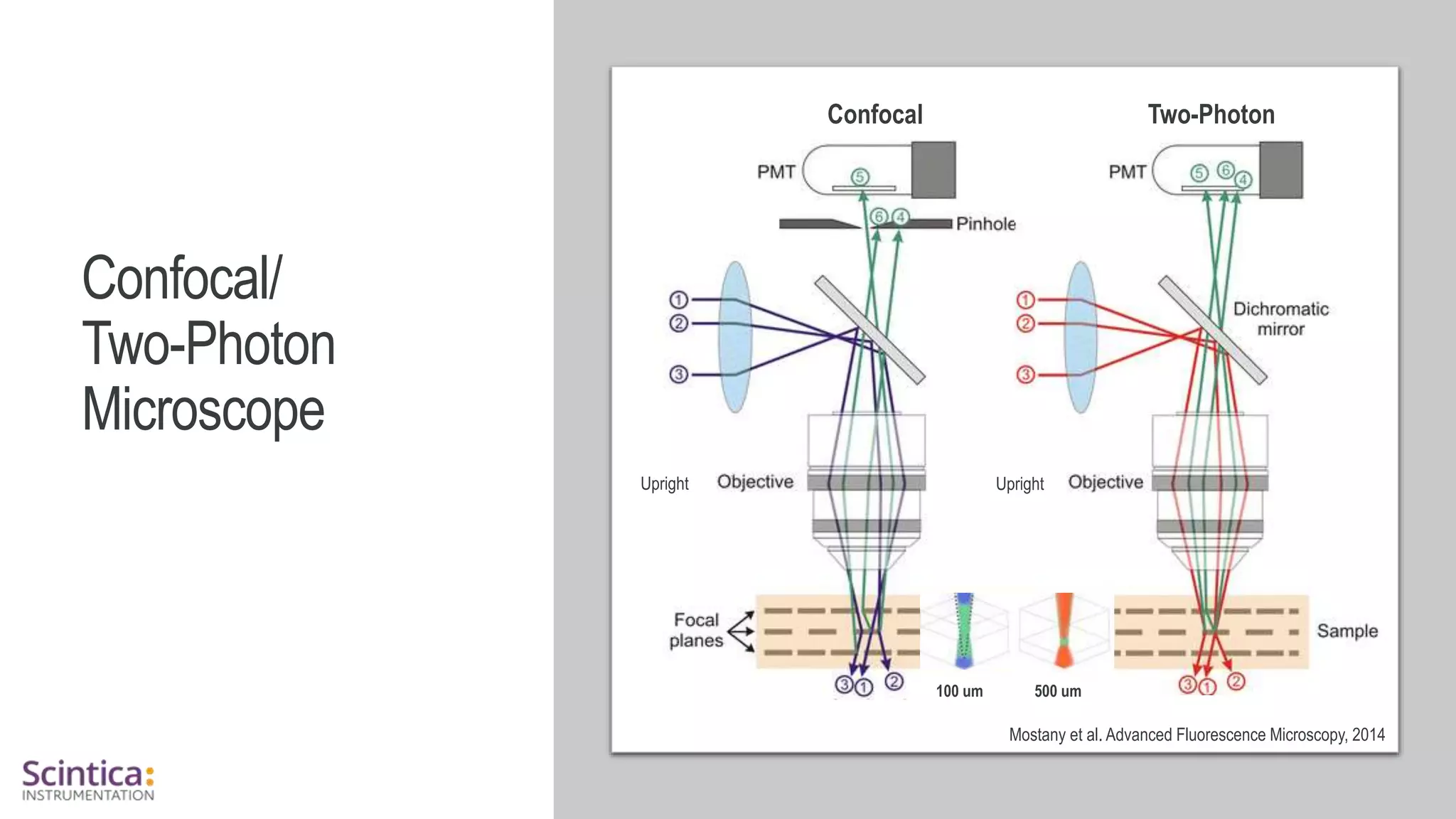 WWW.SCINTICA.COM
Confocal/
Two-Photon
Microscope
Mostany et al. Advanced Fluorescence Microscopy, 2014
Upright
100 um 500 um
Upright
Confocal Two-Photon
 