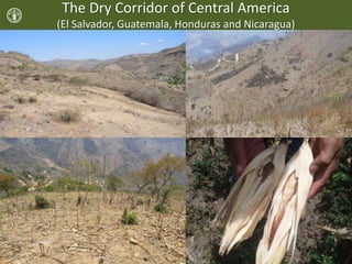 The Dry Corridor of Central America
(El Salvador, Guatemala, Honduras and Nicaragua)
 