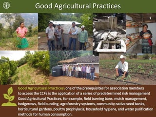 Good Agricultural Practices
1
2
3
4
5
6
7
 