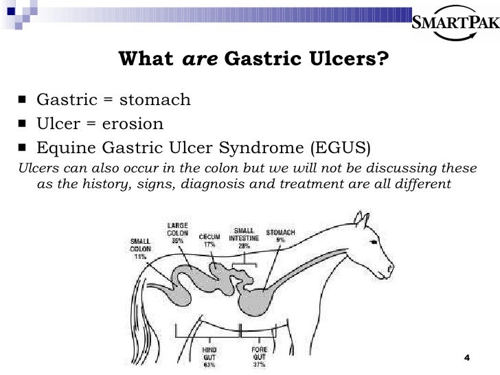 Understanding Equine Ulcers and Gastric Health