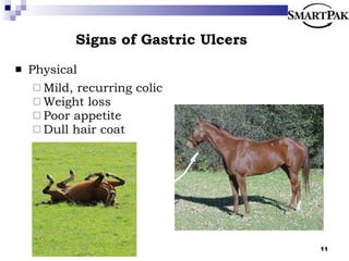 Signs of Gastric Ulcers Physical Mild, recurring colic Weight loss Poor appetite Dull hair coat 